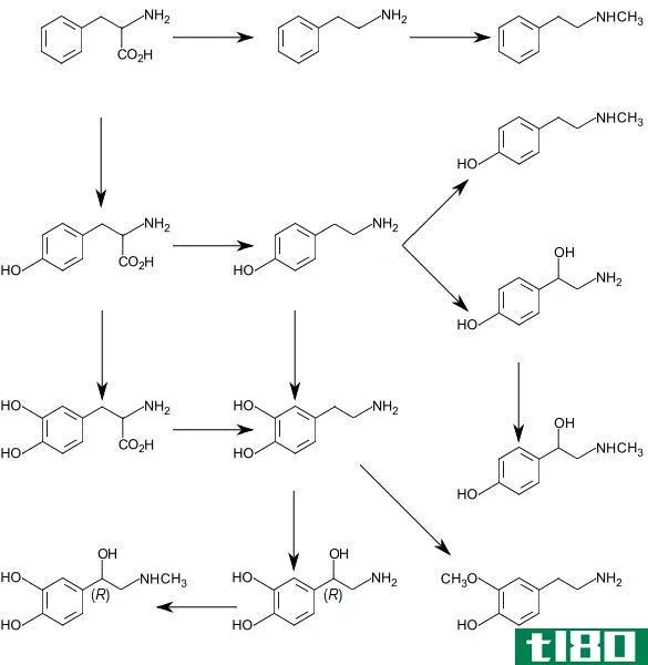 l-苯丙氨酸(l-phenylalanine)和DL-苯丙氨酸(dl-phenylalanine)的区别