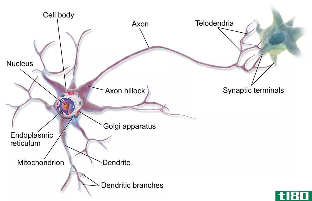 神经(nerve)和神经元(neuron)的区别