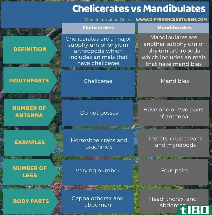 螯肢动物(chelicerates)和下颌骨(mandibulates)的区别
