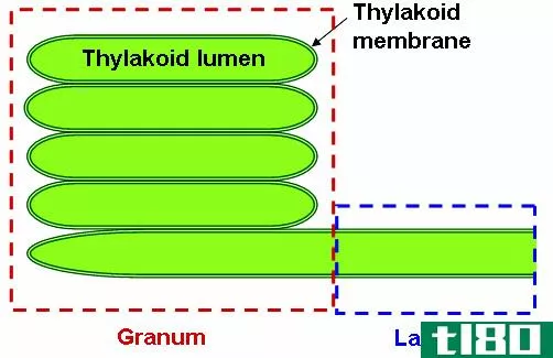 格拉纳(grana)和类囊体(thylakoid)的区别