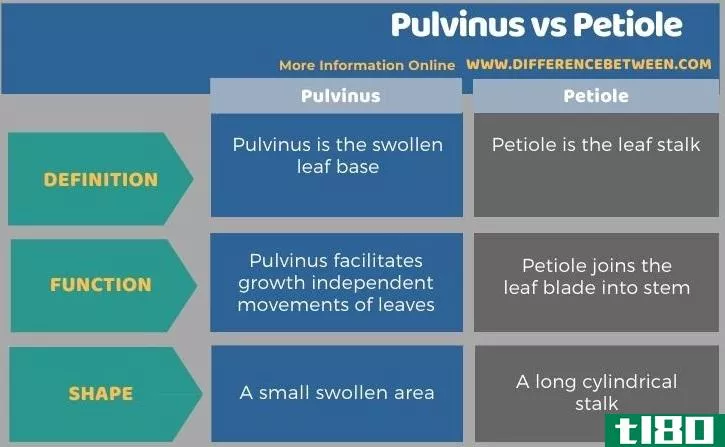 普尔文努斯(pulvinus)和叶柄(petiole)的区别