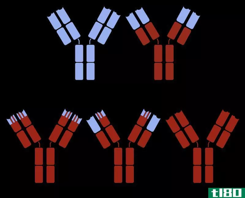 嵌合体(chimeric)和人源化抗体(humanized antibody)的区别