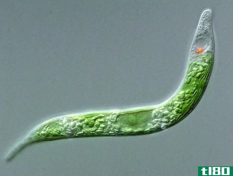 裸藻(euglenoids)和眼虫(euglena)的区别