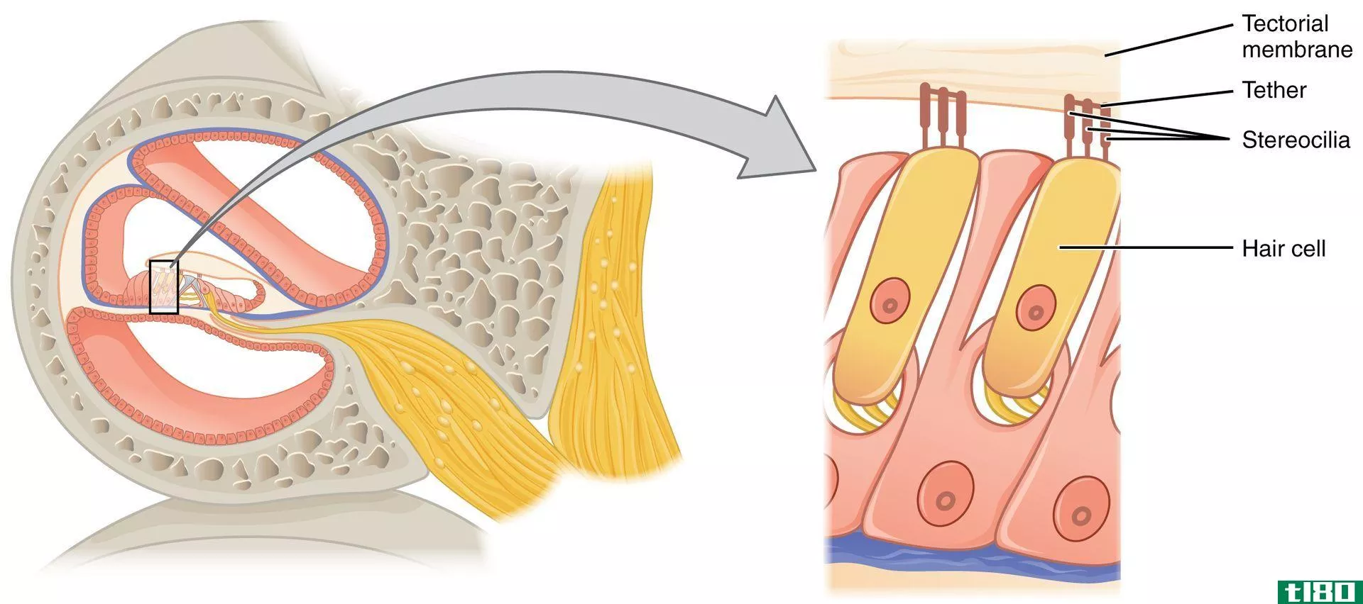 纤毛(cilia stereocilia)和微绒毛(microvilli)的区别