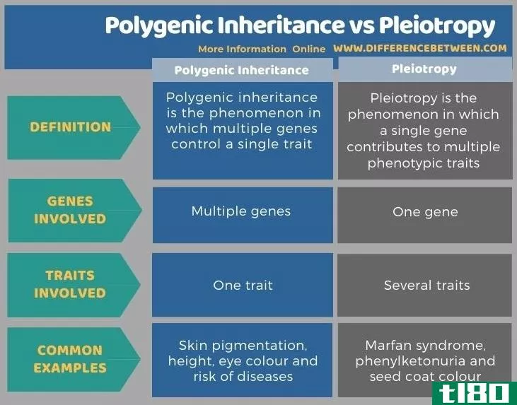 多基因遗传(polygenic inheritance)和多菌性(pleiotropy)的区别