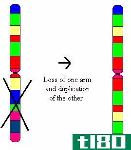 罗伯逊易位(robertsonian translocation)和等色体(isochromosome)的区别