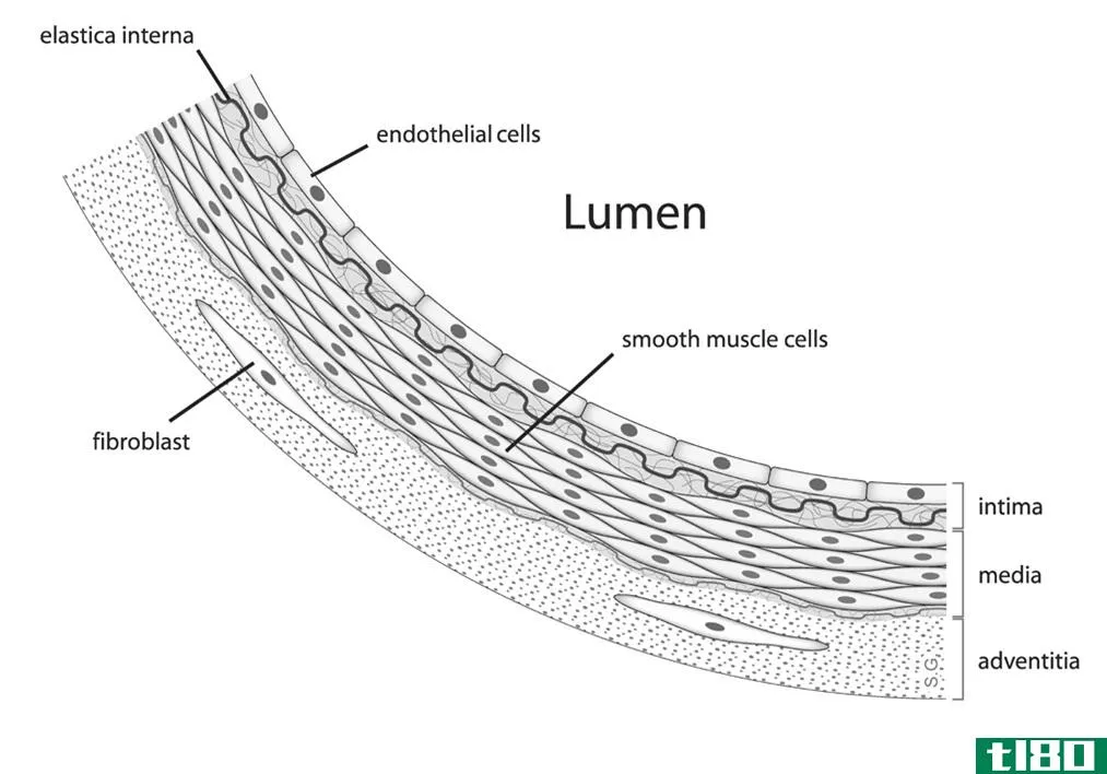 多单元(multiunit)和内脏平滑肌(visceral **ooth muscle)的区别