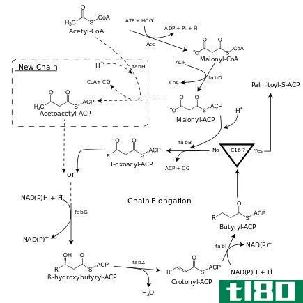 脂肪酸合成(fatty acid synthesis)和β氧化(beta oxidation)的区别