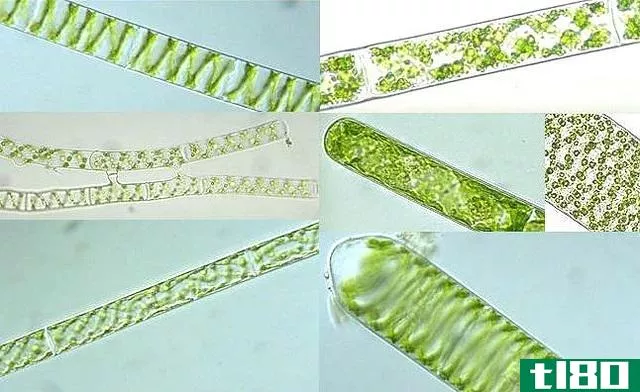 蓝藻(blue green algae)和绿藻(green algae)的区别