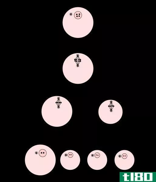 次级卵母细胞(secondary oocyte)和卵子(ovum)的区别