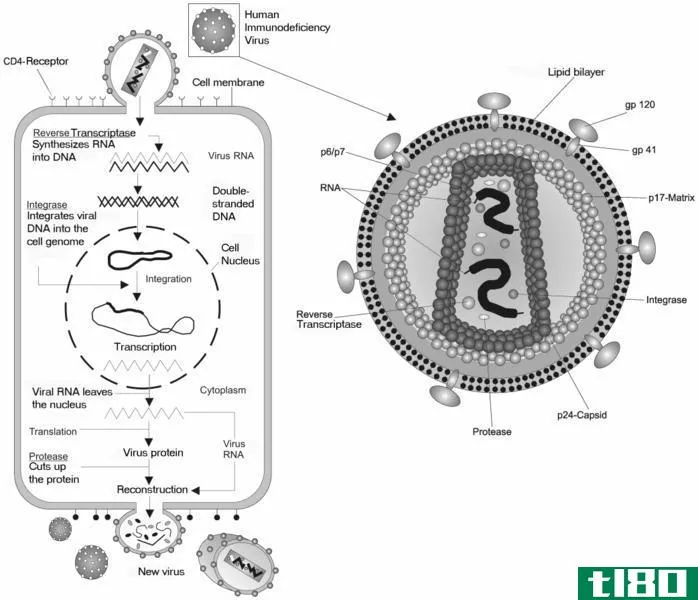 逆转录病毒(retrovirus)和噬菌体(bacteriophage)的区别