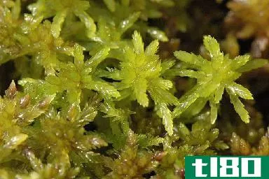 泥炭藓(sphagnum)和泥炭藓(peat moss)的区别
