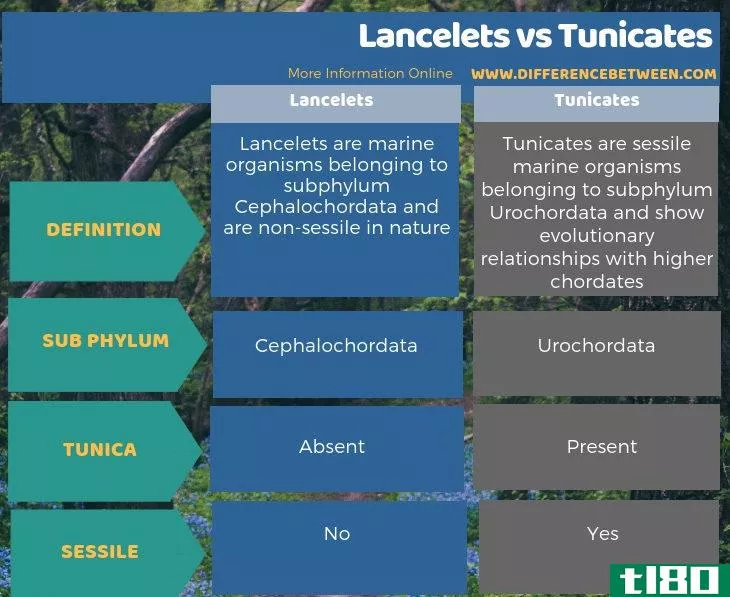 文昌鱼(lancelets)和被膜(tunicates)的区别