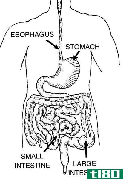 消化道(alimentary c****)和消化系统(digestive system)的区别
