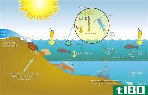 游泳动物(nekton)和浮游生物(plankton)的区别