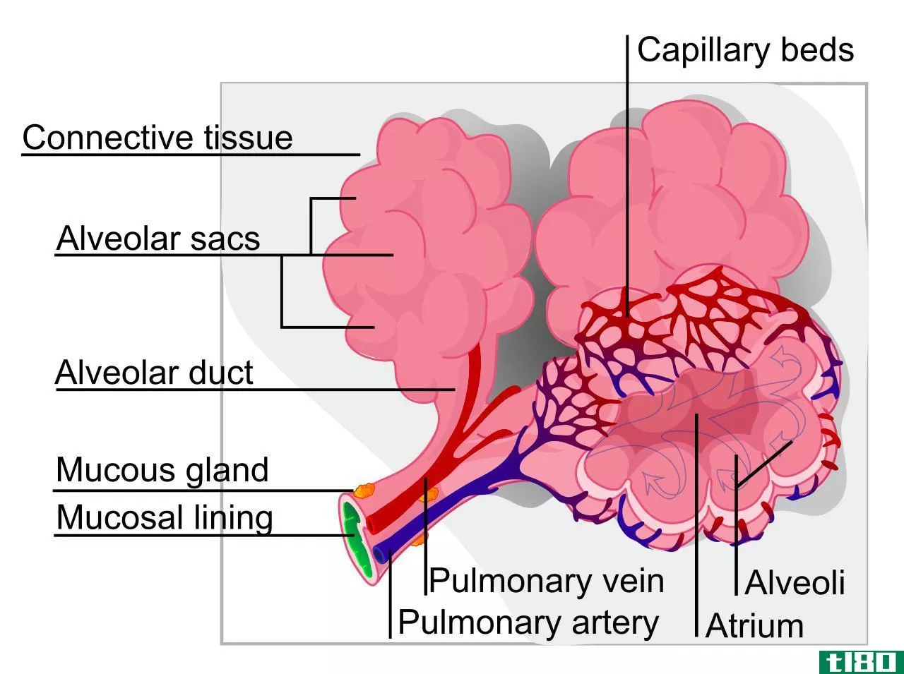 绒毛(villi)和肺泡(alveoli)的区别