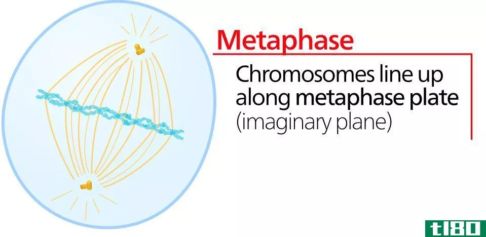 前期(prophase)和中期(metaphase)的区别