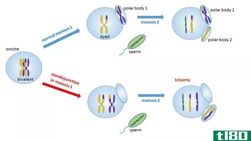 减数分裂1不分离(nondisjunction in meiosis 1)和2(2)的区别