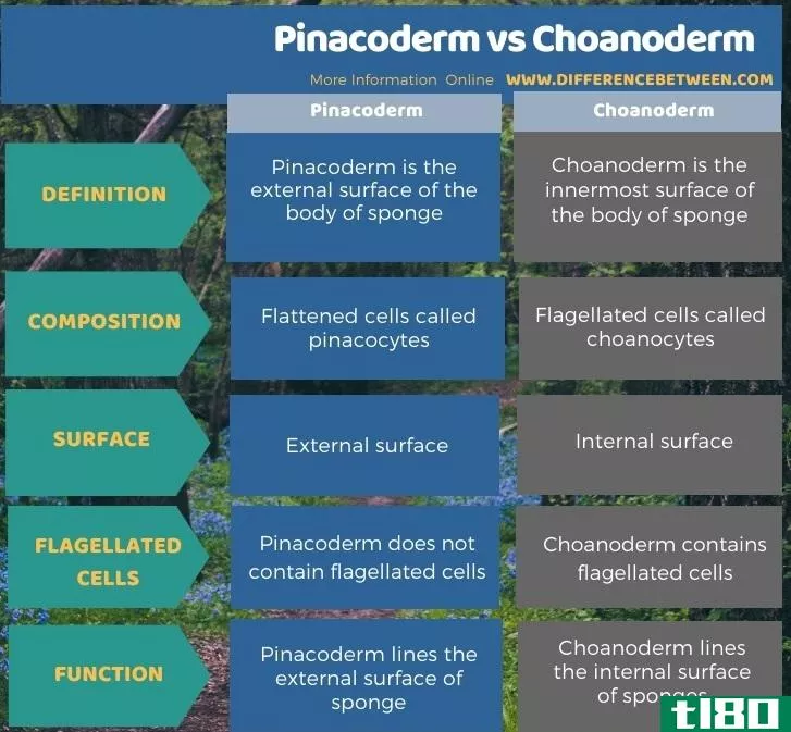 针状皮(pinacoderm)和choanoderm(choanoderm)的区别