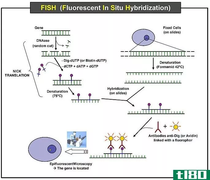 原位杂交(in situ hybridization)和免疫组织化学(immunohistochemistry)的区别