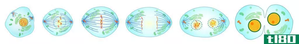 有丝分裂(mitosis)和二元裂变(binary fission)的区别