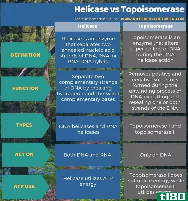 解旋酶(helicase)和拓扑异构酶(topoisomerase)的区别