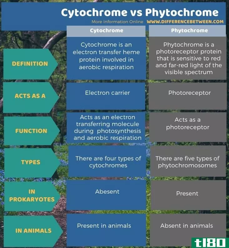 细胞色素(cytochrome)和光敏色素(phytochrome)的区别