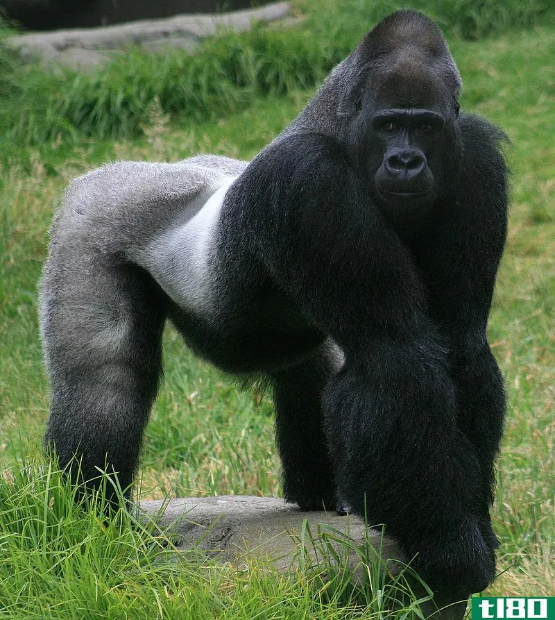 大猩猩(gorilla)和黑猩猩(chimpanzee)的区别