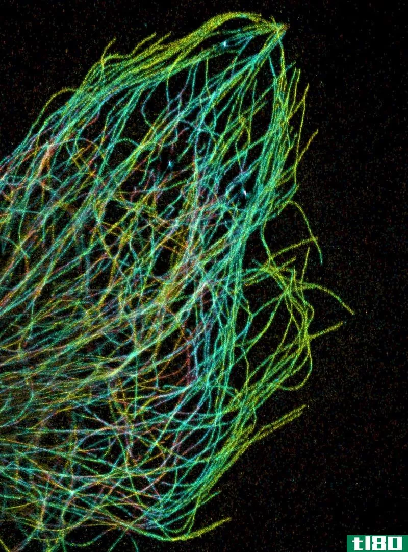 微管(microtubules)和微丝(microfilaments)的区别
