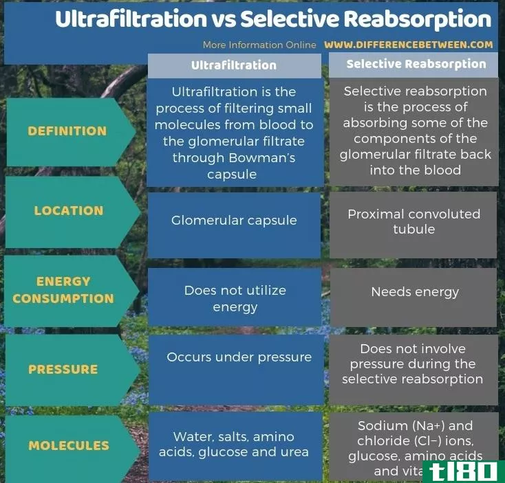超滤(ultrafiltration)和选择性重吸收(selective reabsorption)的区别