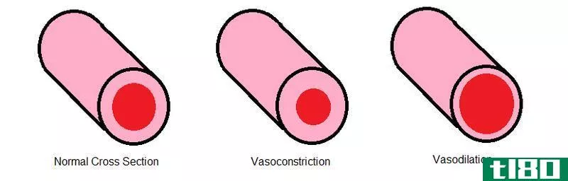血管收缩(vasoc***triction)和血管舒张(vasodilation)的区别