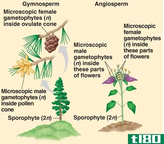 配子(gamete)和配子体(gametophyte)的区别