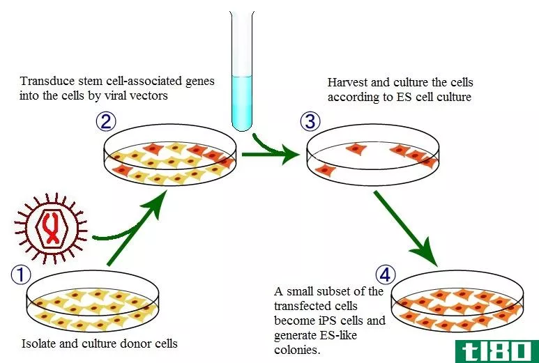 ips细胞(ips cells)和胚胎干细胞(embryonic stem cells)的区别
