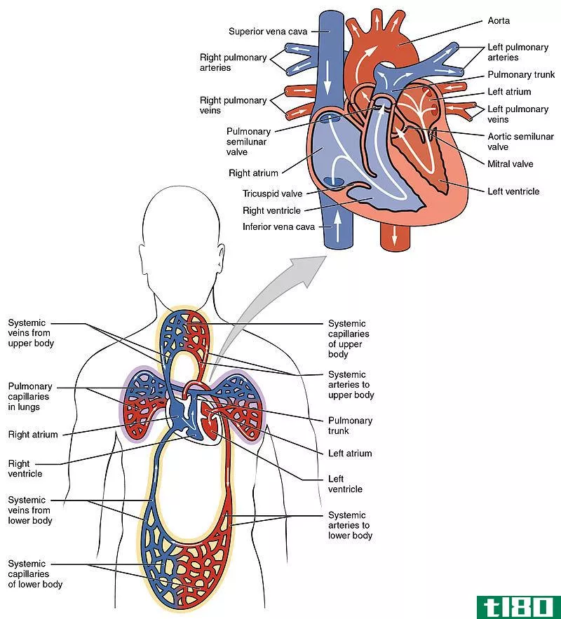 肺动脉(pulmonary artery)和肺静脉(pulmonary vein)的区别