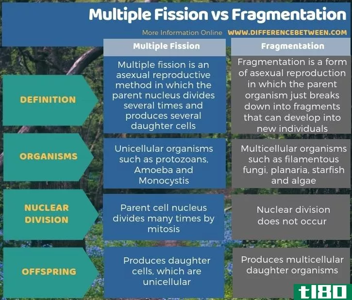 多重裂变(multiple fission)和碎片化(fragmentation)的区别