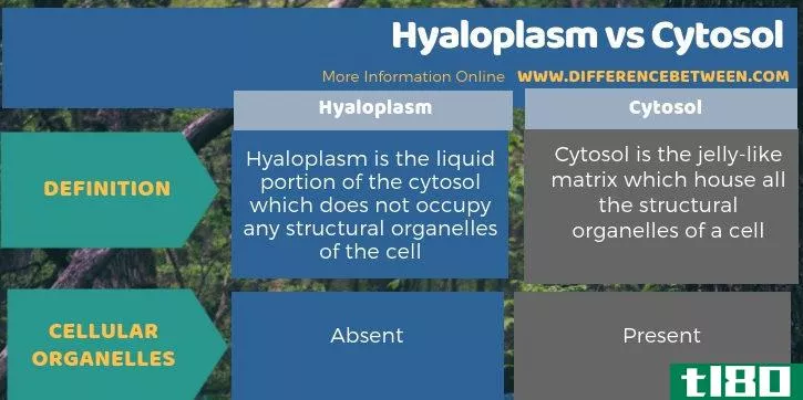 透明质(hyalopla**)和胞浆(cytosol)的区别