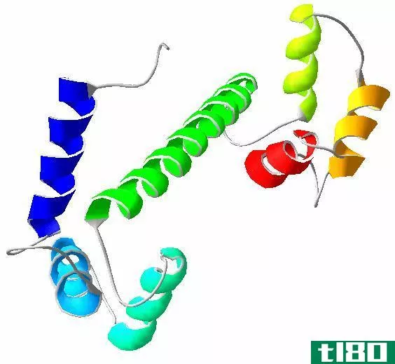 钙调蛋白(calmo****n)和肌钙蛋白c(troponin c)的区别