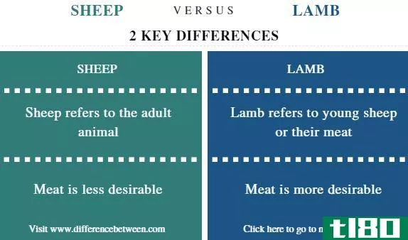 羊(sheep)和羔羊(lamb)的区别