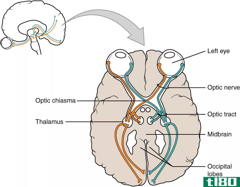 视神经(optic nerve)和视束(optic tract)的区别