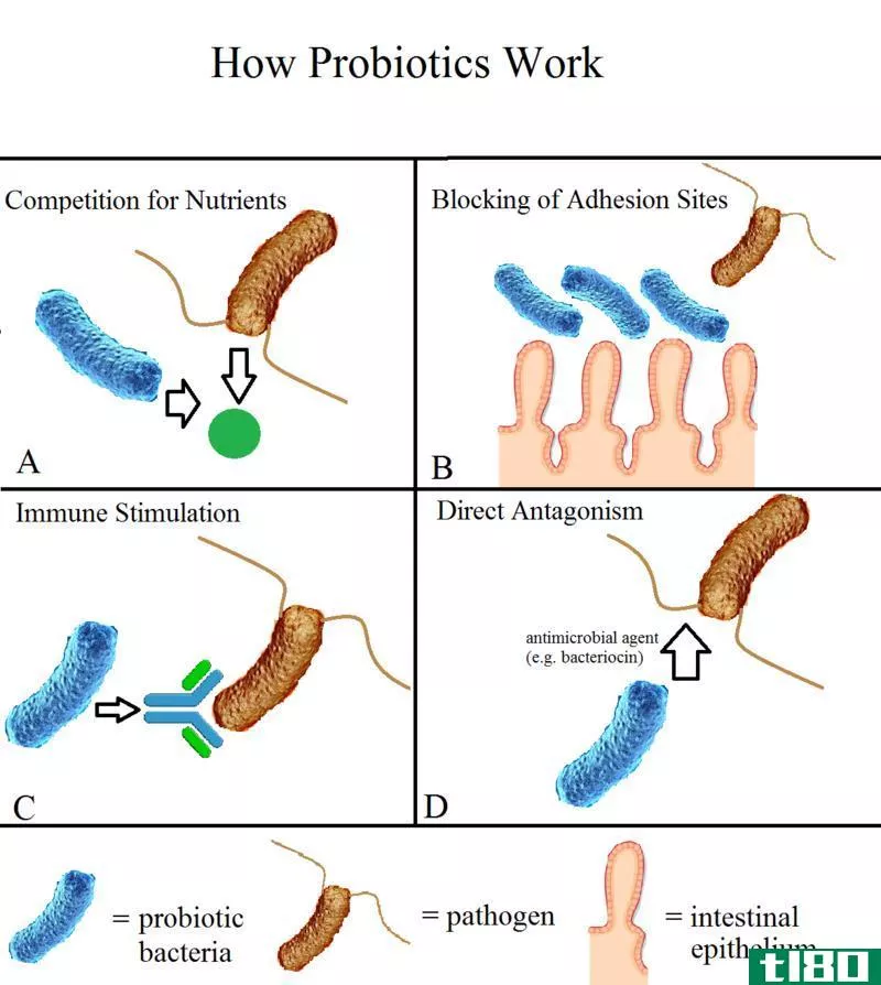 嗜酸菌(acidophilus)和益生菌(probiotics)的区别