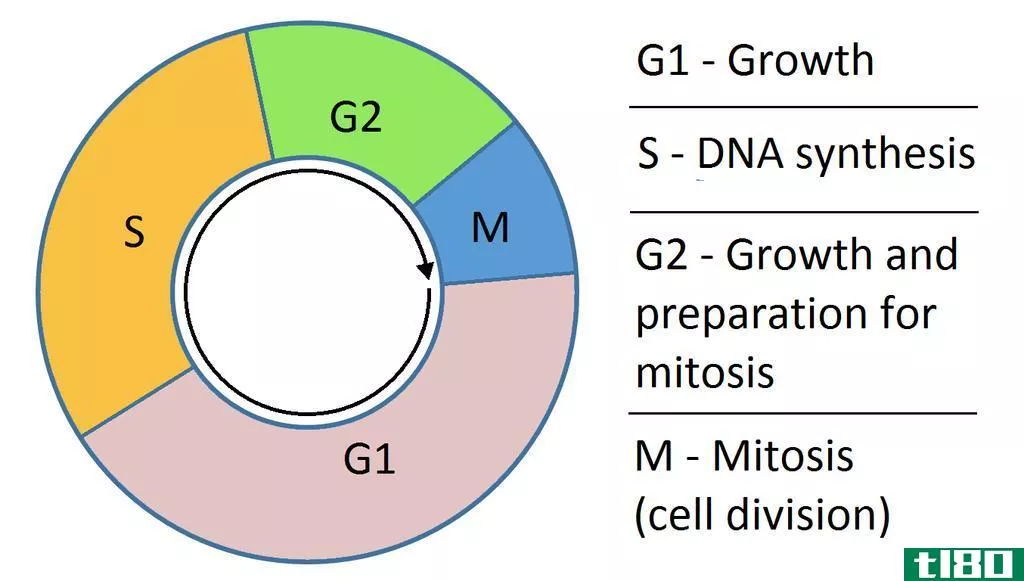 g1号(g1)和细胞周期g2期(g2 phase of cell cycle)的区别