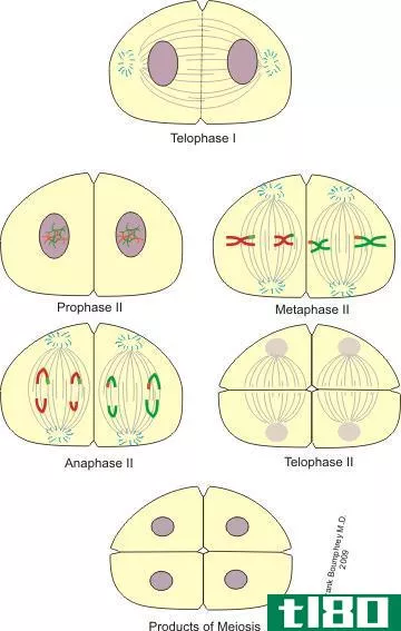 减数分裂Ⅰ(meiosis i)和减数分裂ii(meiosis ii)的区别