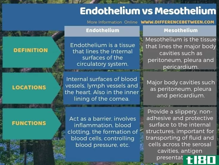 内皮(endothelium)和间皮(mesothelium)的区别