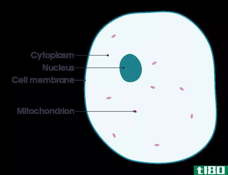 细胞(cell)和原子(atom)的区别