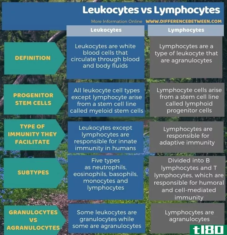 白细胞(leukocytes)和淋巴细胞(lymphocytes)的区别