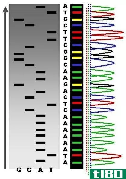 基因测序(gene sequencing)和dna指纹(dna fingerprinting)的区别