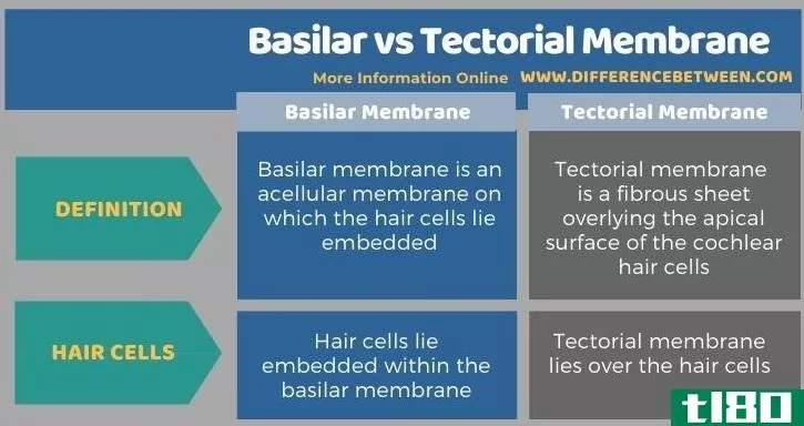 基底(basilar)和盖膜(tectorial membrane)的区别