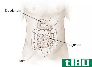 髂骨(ilium)和回肠(ileum)的区别