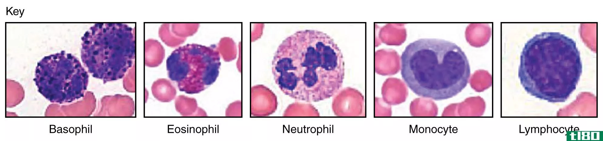 白细胞(leukocytes)和淋巴细胞(lymphocytes)的区别