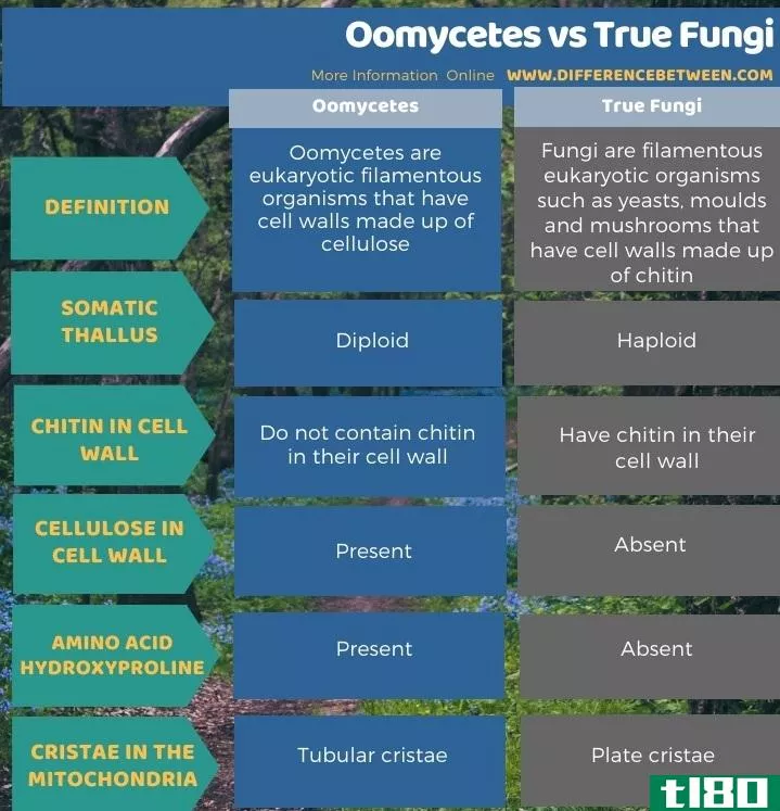 卵菌(oomycetes)和真真菌(true fungi)的区别
